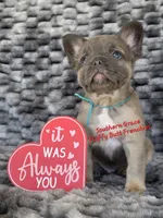 Darald, a male French Bulldog for sale in McKenzie, TN – Photo 3 of 7