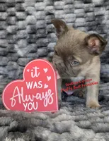 Darald, a male French Bulldog for sale in McKenzie, TN – Photo 2 of 7