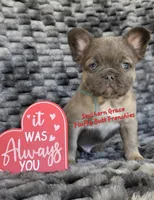 Darald, a male French Bulldog for sale in McKenzie, TN – Photo 5 of 7