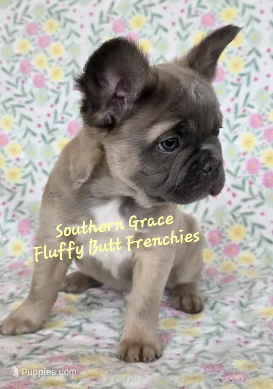 Darald – French Bulldog puppy for sale in McKenzie, TN