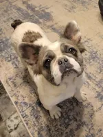 Mr. Shirley, a male French Bulldog for sale in McKenzie, TN – Photo 6 of 6