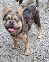 Mr. Shirley, a male French Bulldog for sale in McKenzie, TN – Photo 5 of 6