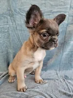 Mr. Shirley, a male French Bulldog for sale in McKenzie, TN – Photo 2 of 6