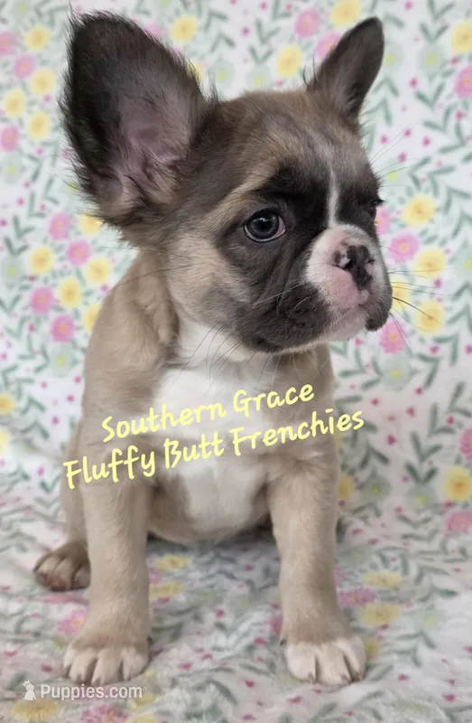 Sarah, a female French Bulldog for sale in McKenzie, TN – Photo 1 of 6
