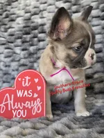 Sarah, a female French Bulldog for sale in McKenzie, TN – Photo 2 of 5