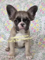 Sarah, a female French Bulldog for sale in McKenzie, TN – Photo 5 of 6