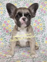 Sarah, a female French Bulldog for sale in McKenzie, TN – Photo 6 of 6