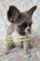 Sarah, a female French Bulldog for sale in McKenzie, TN – Photo 2 of 6