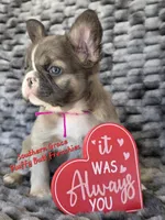 Sarah, a female French Bulldog for sale in McKenzie, TN – Photo 1 of 5