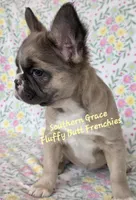 Sarah, a female French Bulldog for sale in McKenzie, TN – Photo 3 of 6