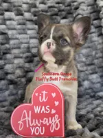 Sarah, a female French Bulldog for sale in McKenzie, TN – Photo 3 of 5