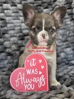 Sarah, a female French Bulldog for sale in McKenzie, TN – Photo 5 of 5