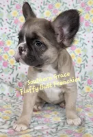 Sarah, a female French Bulldog for sale in McKenzie, TN – Photo 4 of 6