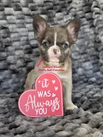 Sarah, a female French Bulldog for sale in McKenzie, TN – Photo 4 of 5