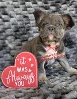 Peter, a male French Bulldog for sale in McKenzie, TN – Photo 1 of 5