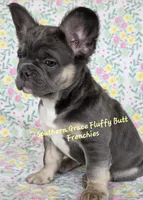 Peter, a male French Bulldog for sale in McKenzie, TN – Photo 5 of 6