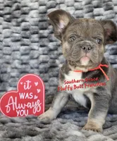 Peter, a male French Bulldog for sale in McKenzie, TN – Photo 3 of 5