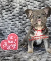 Peter, a male French Bulldog for sale in McKenzie, TN – Photo 5 of 5