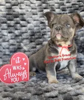 Peter, a male French Bulldog for sale in McKenzie, TN – Photo 4 of 5