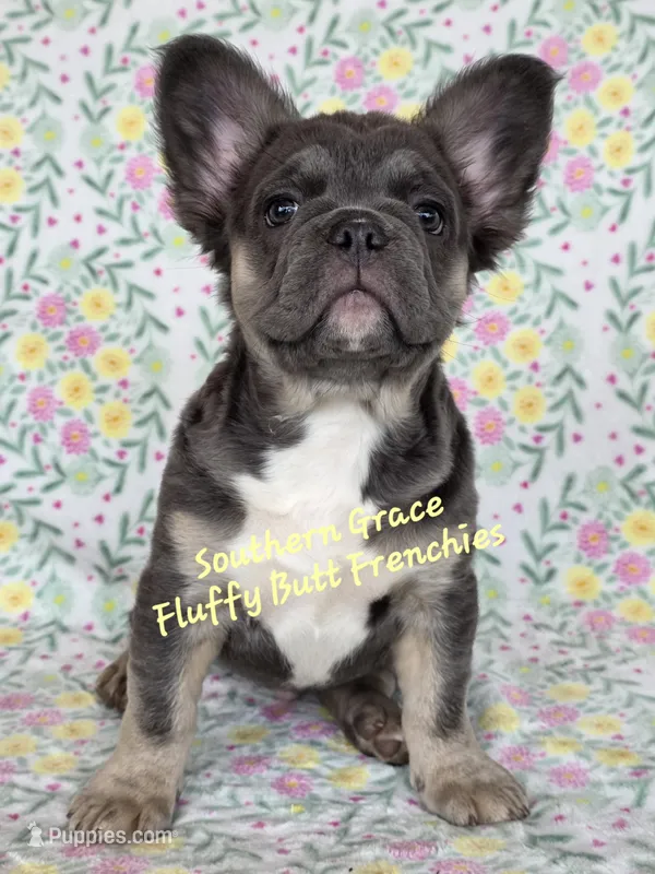 Peter – French Bulldog puppy for sale in McKenzie, TN