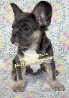 Peter, a male French Bulldog for sale in McKenzie, TN – Photo 3 of 6