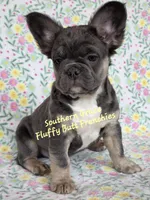 Peter, a male French Bulldog for sale in McKenzie, TN – Photo 4 of 6
