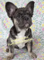 Peter, a male French Bulldog for sale in McKenzie, TN – Photo 2 of 6