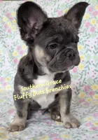 Peter, a male French Bulldog for sale in McKenzie, TN – Photo 6 of 6