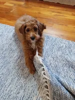 Reeda, a female Goldendoodle for sale in Washington, WA – Photo 2 of 2