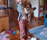 Reeda, a female Goldendoodle for sale in Washington, WA – Photo 1 of 2