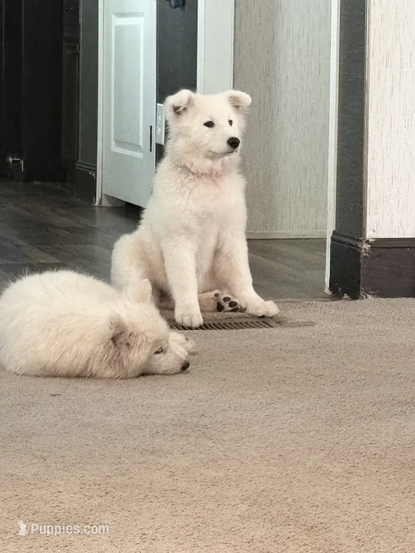 Snow/Blue – Samoyed puppy for sale in Greenville, GA