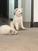 Snow/Blue, a male Samoyed for sale in Greenville, GA – 1 of 4
