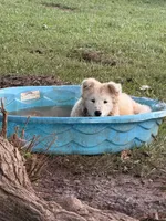 Snow/Blue, a male Samoyed for sale in Greenville, GA – 4 of 4