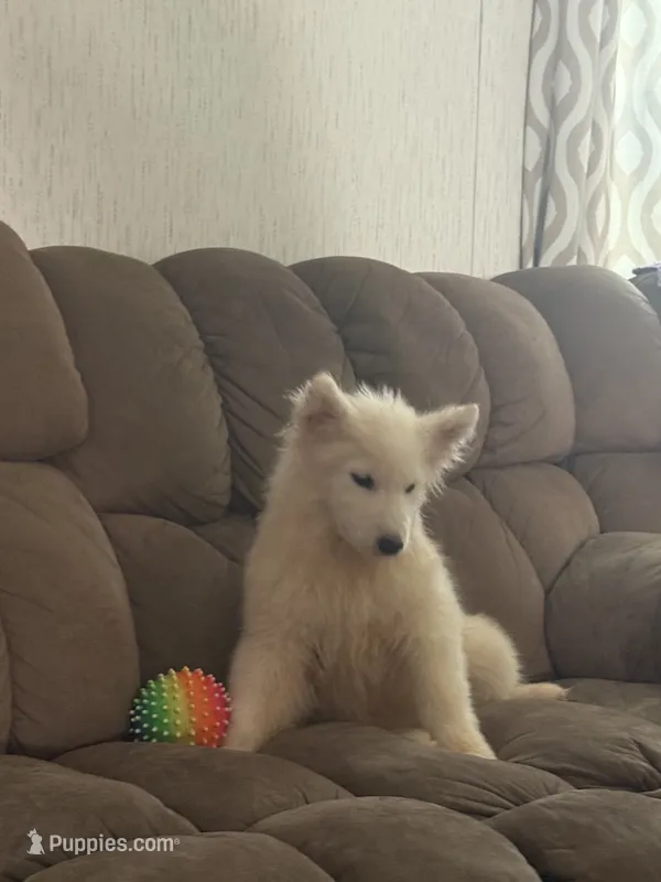 Snow/Blue – Samoyed puppy for sale in Greenville, GA