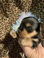 ****Sweetheart ****, a female Yorkshire Terrier for sale in Louisville, KY – 8 of 8
