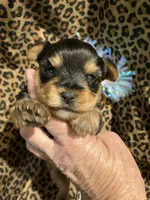 ****Sweetheart ****, a female Yorkshire Terrier for sale in Louisville, KY – 2 of 8