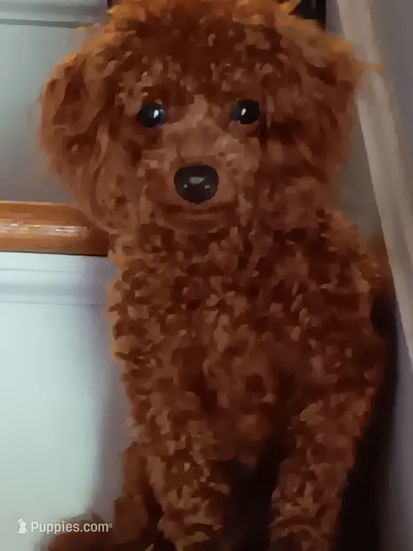 Blazer  – Poodle - Toy  puppy for sale in Louisville, KY