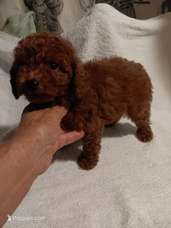 Blitz – Poodle - Toy  puppy for sale in Louisville, KY
