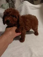 Blitz, a male Poodle - Toy  for sale in Louisville, KY – 1 of 4