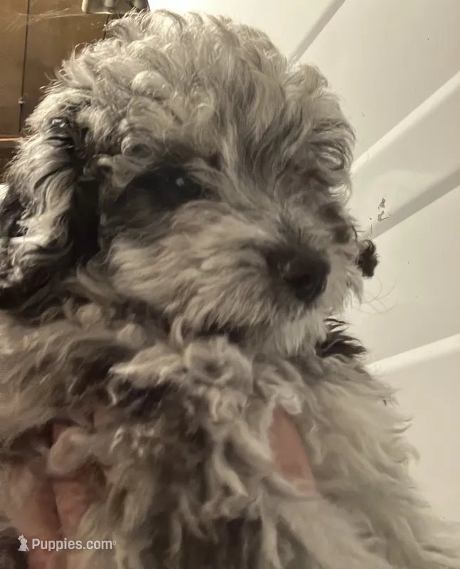 Happy Blue King  – Poodle - Toy  puppy for sale in Louisville, KY