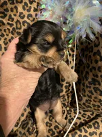 ****Sweetheart ****, a female Yorkshire Terrier for sale in Louisville, KY – 3 of 8