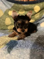 ****Sweetheart ****, a female Yorkshire Terrier for sale in La Grange, KY – 2 of 10