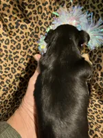 ****Sweetheart ****, a female Yorkshire Terrier for sale in Louisville, KY – 5 of 8