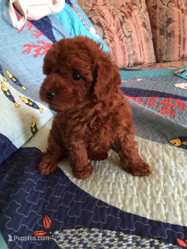 Rocky  – Poodle - Toy  puppy for sale in Louisville, KY