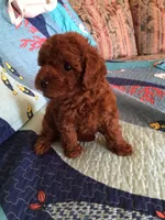 Rocky , a male Poodle - Toy  for sale in Louisville, KY – 1 of 5