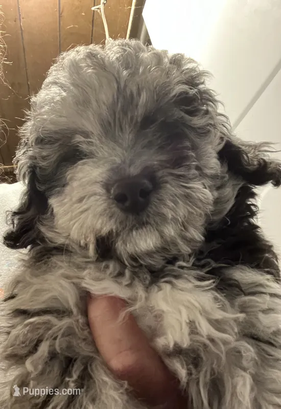 Happy Blue King  – Poodle - Toy  puppy for sale in Louisville, KY