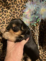 ****Sweetheart ****, a female Yorkshire Terrier for sale in Louisville, KY – 7 of 8