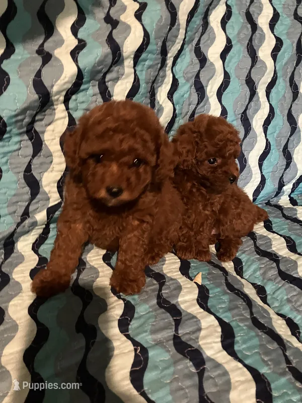 Fraser  – Poodle - Toy  puppy for sale in Louisville, KY