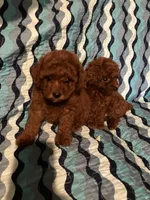 Fraser , a male Poodle - Toy  for sale in Louisville, KY – 1 of 4