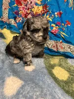 Happy King , a male Poodle - Toy  for sale in Louisville, KY – Photo 4 of 8